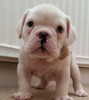 Adorable And Lovely English/British Bulldog Puppies For Caring Homes.